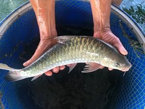 馬來忘不了魚圖片