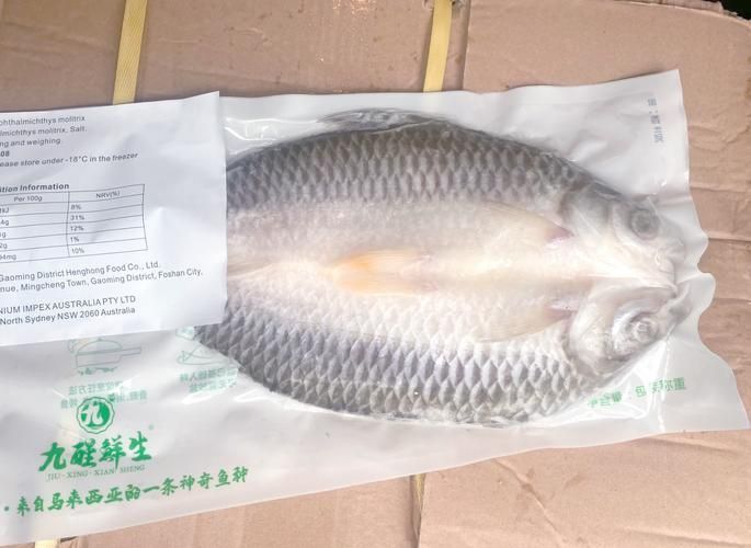 馬來忘不了魚圖片