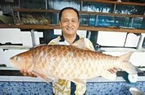 馬來忘不了魚圖片
