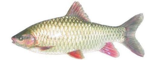 馬來忘不了魚圖片