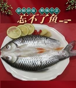 馬來忘不了魚圖片