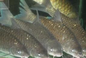 馬來忘不了魚圖片