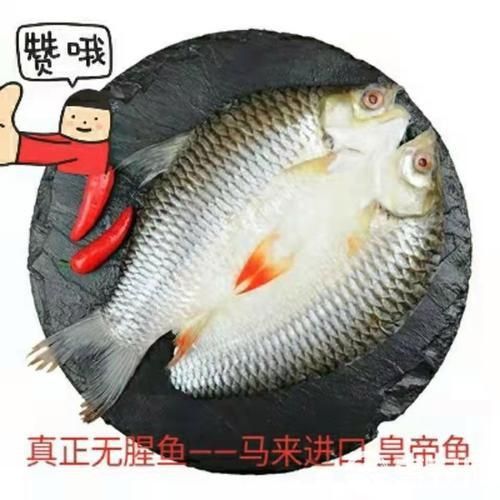 馬來忘不了魚圖片