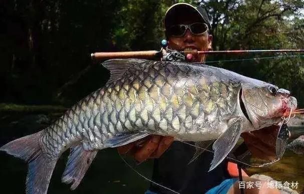 馬來忘不了魚圖片