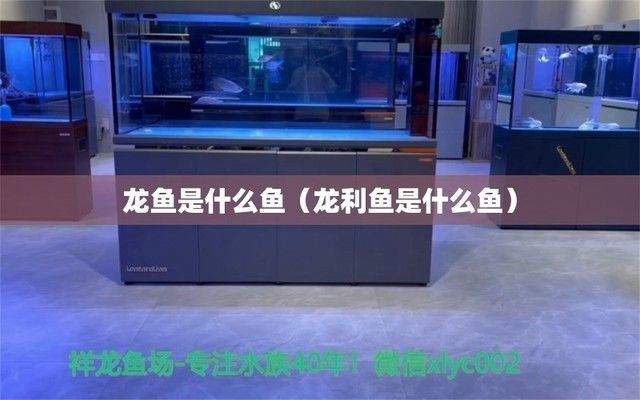 大龍魚是什么魚：大龍魚是一條體型巨大的淡水魚，擁有悠久歷史和獨特魅力的大龍魚