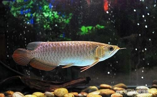 大龍魚是什么魚：大龍魚是一條體型巨大的淡水魚，擁有悠久歷史和獨特魅力的大龍魚