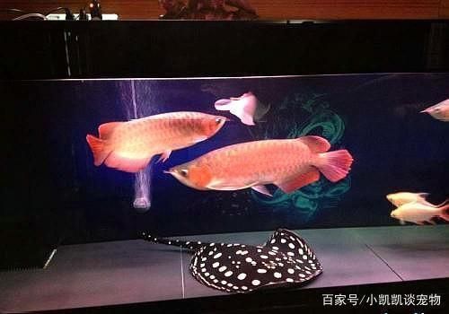 大龍魚是什么魚：大龍魚是一條體型巨大的淡水魚，擁有悠久歷史和獨特魅力的大龍魚