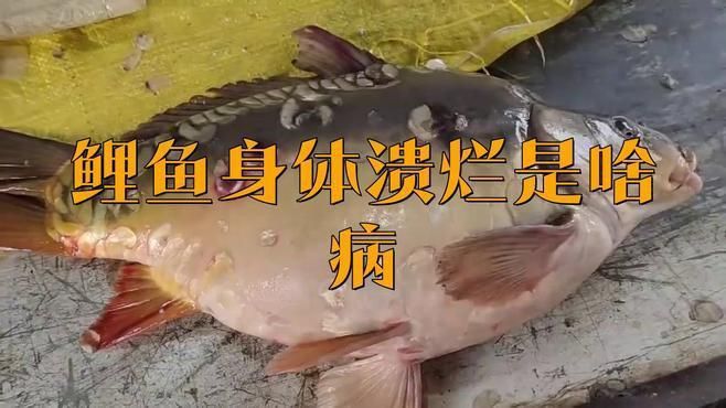 魚身上潰爛如何判斷是否感染？