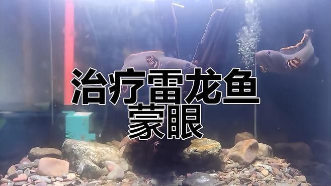 龍魚蒙眼病晚期能治愈嗎？