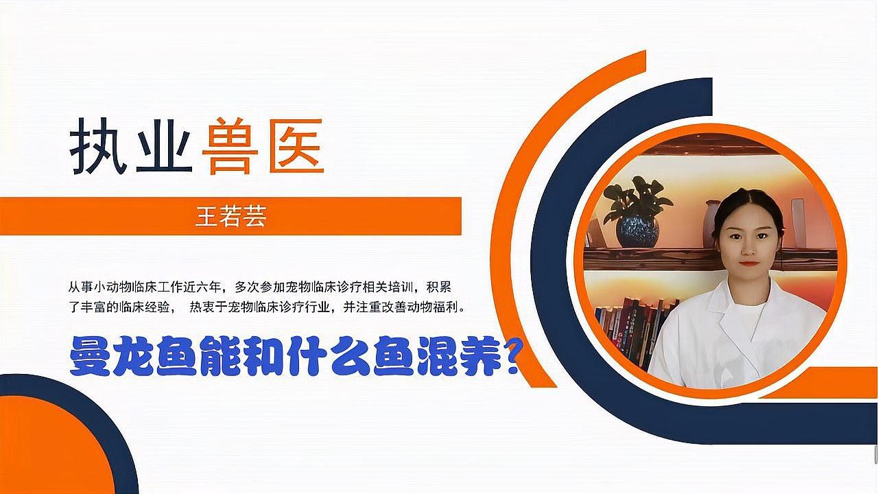 紅曼龍魚能和什么魚混養
