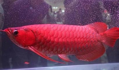 紅龍魚怎么養體型（養殖紅龍魚需要注意什么？）