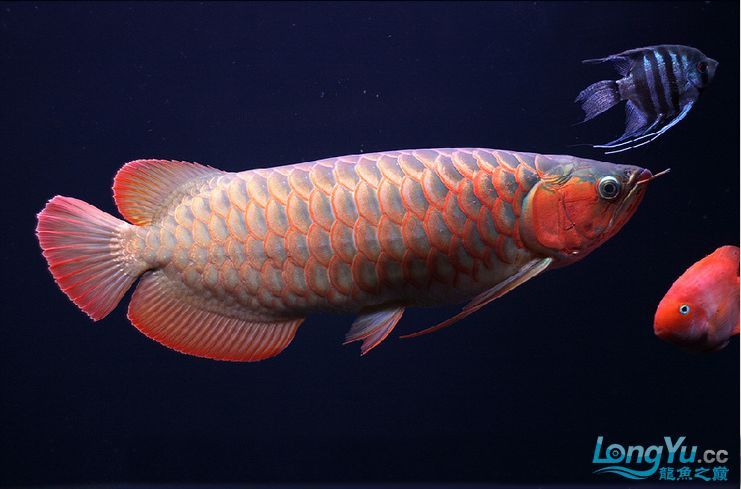 金龍魚的發色是有“法”可依的，千萬不要做錯了！：金龍魚怎么養發色好
