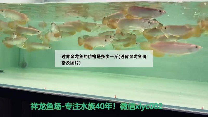 金龍魚百科多少錢一斤