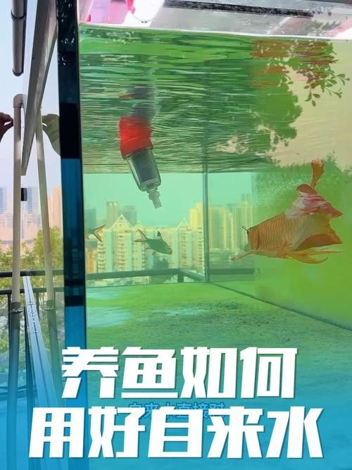 龍魚老是趴缸怎么辦啊圖片