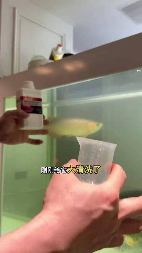 龍魚老是趴缸怎么辦啊圖片
