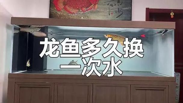 龍魚老是趴缸怎么辦啊圖片