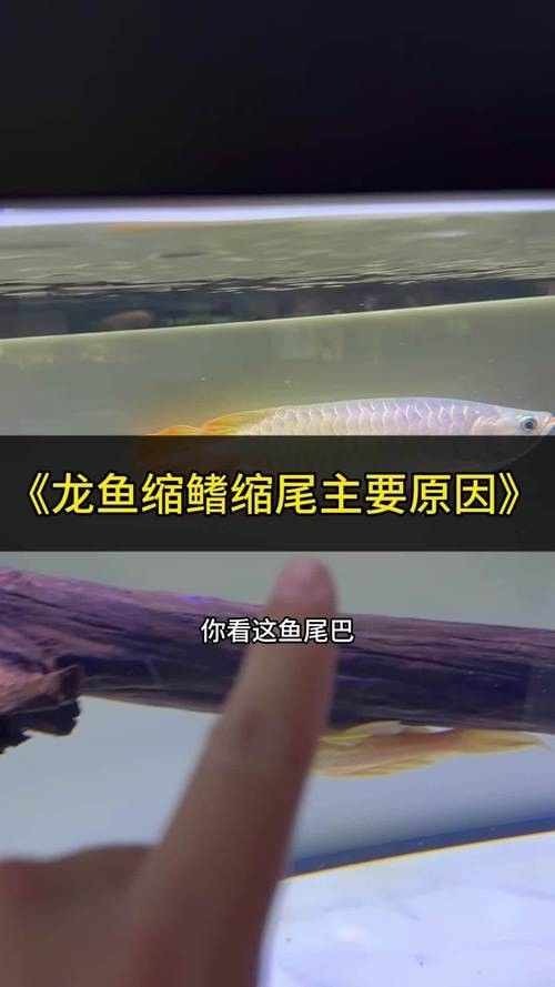 龍魚老是趴缸怎么辦啊圖片