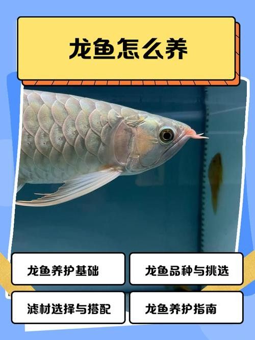 龍魚老是趴缸怎么辦啊圖片