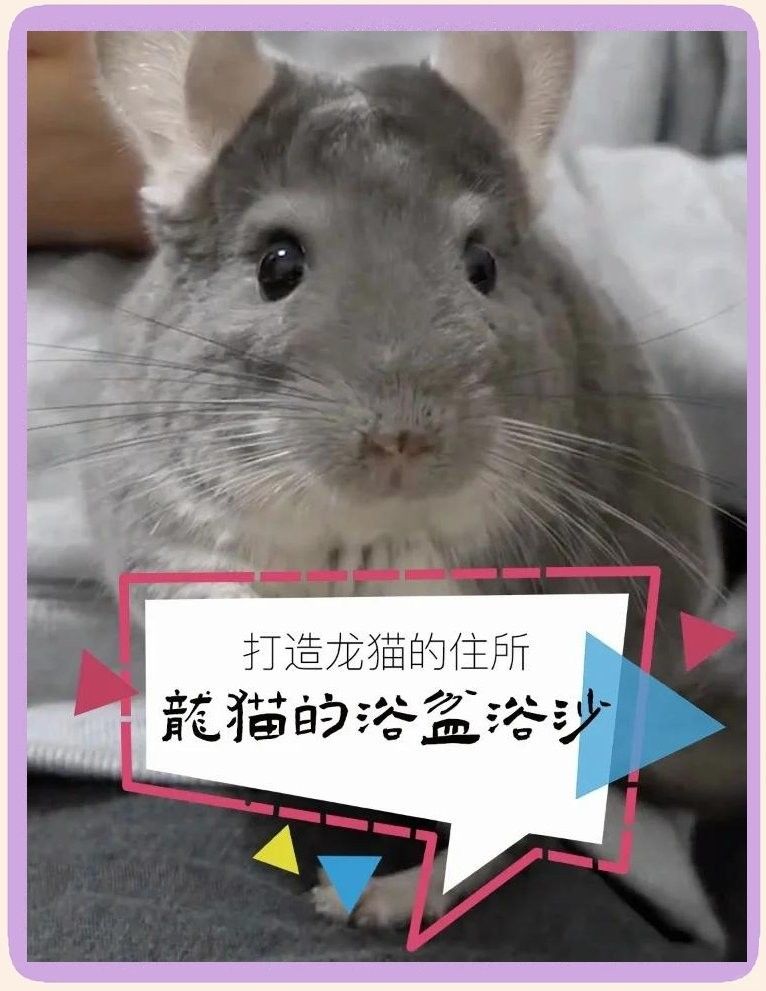 龍貓需要多久洗一次澡？