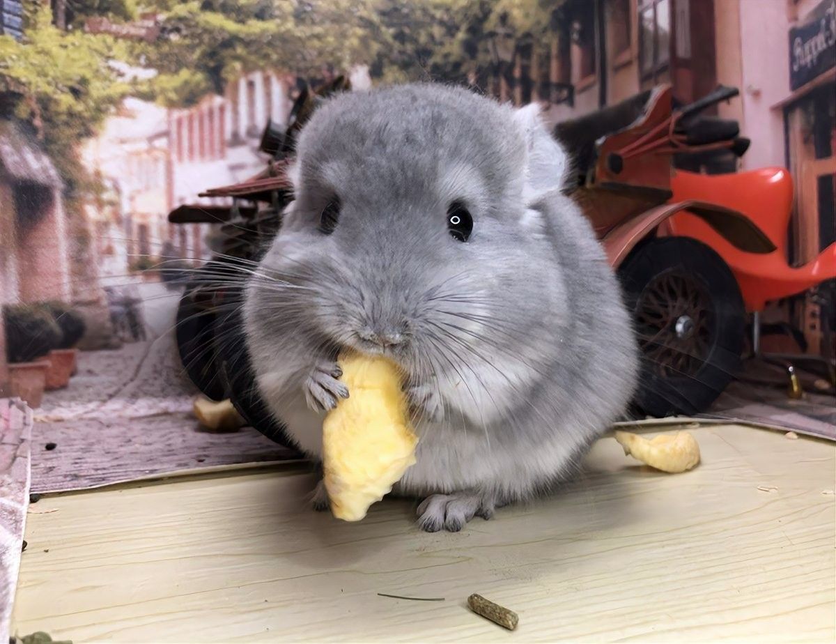 龍貓需要多久洗一次澡？