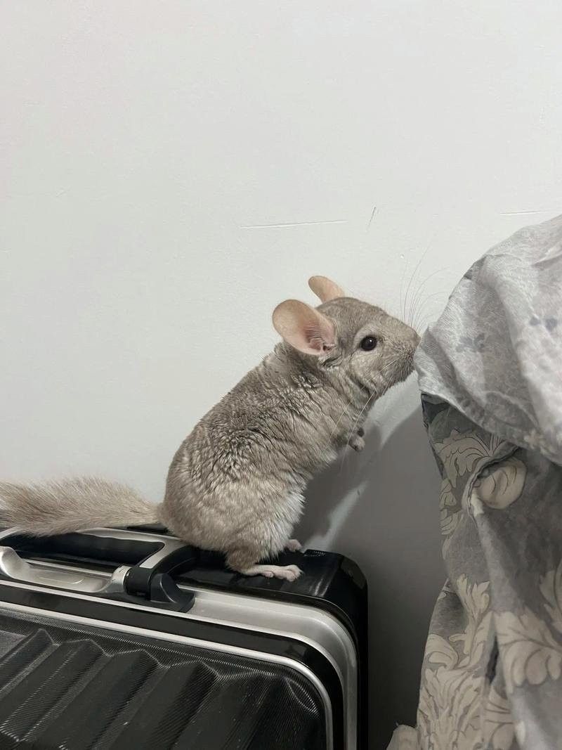 龍貓需要多久洗一次澡？