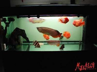 上門維修魚缸電話？（南京魚缸維修服務）