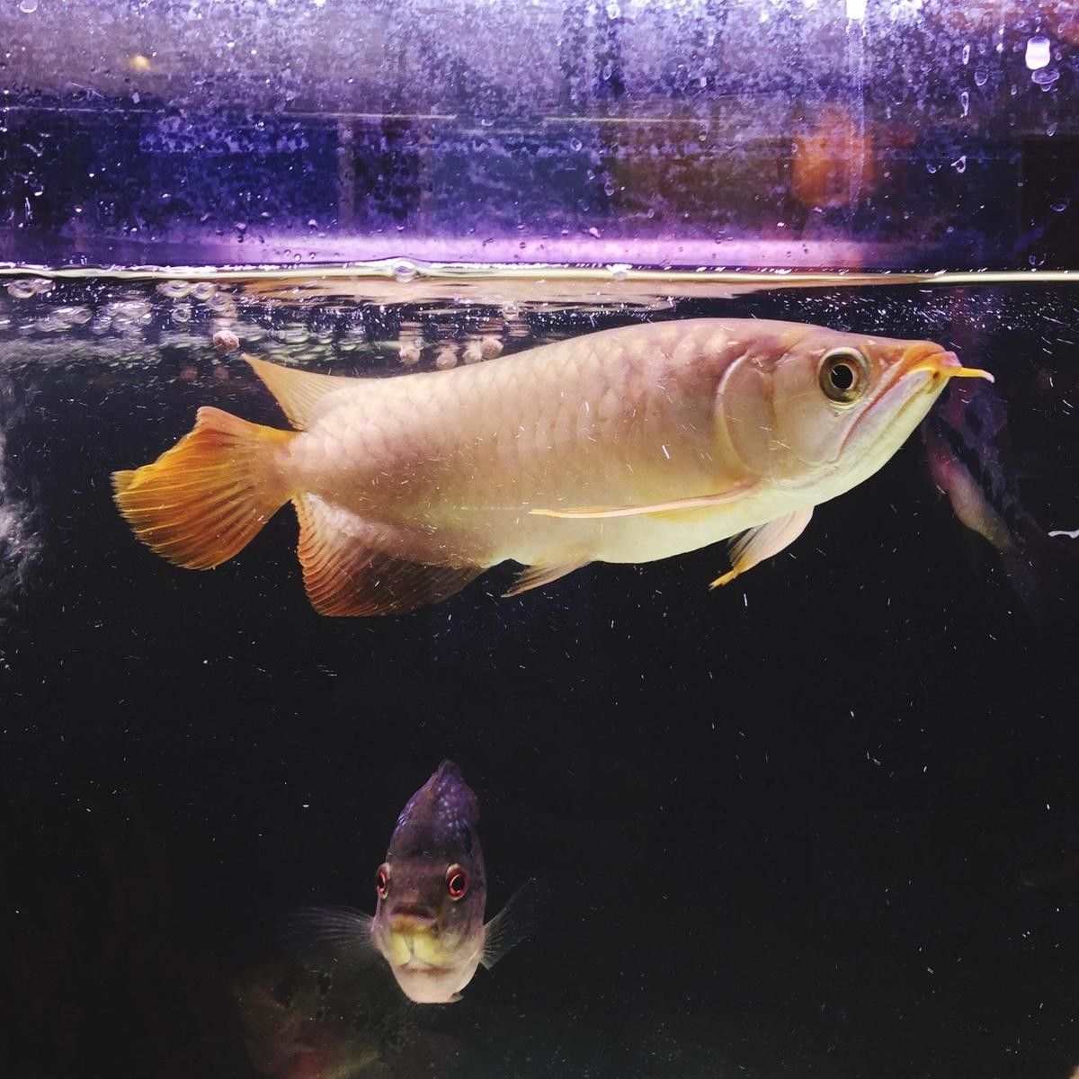 龍魚幼苗練手