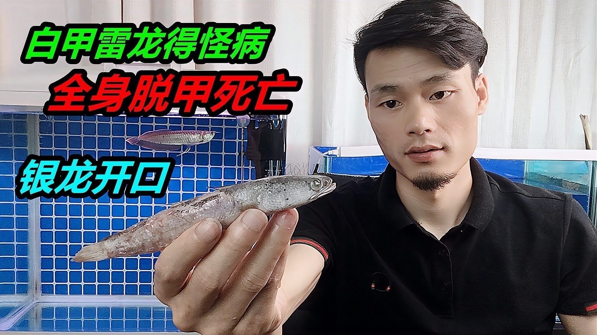 雷龍魚一直撞缸蓋怎么了
