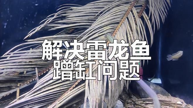 雷龍魚一直撞缸蓋怎么了