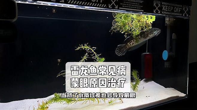 雷龍魚一直撞缸蓋怎么了