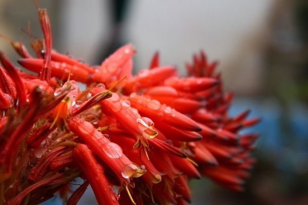 和龍魚一起混養(yǎng)的魚：如何選擇適合混養(yǎng)的魚種，龍魚混養(yǎng)水質(zhì)管理技巧