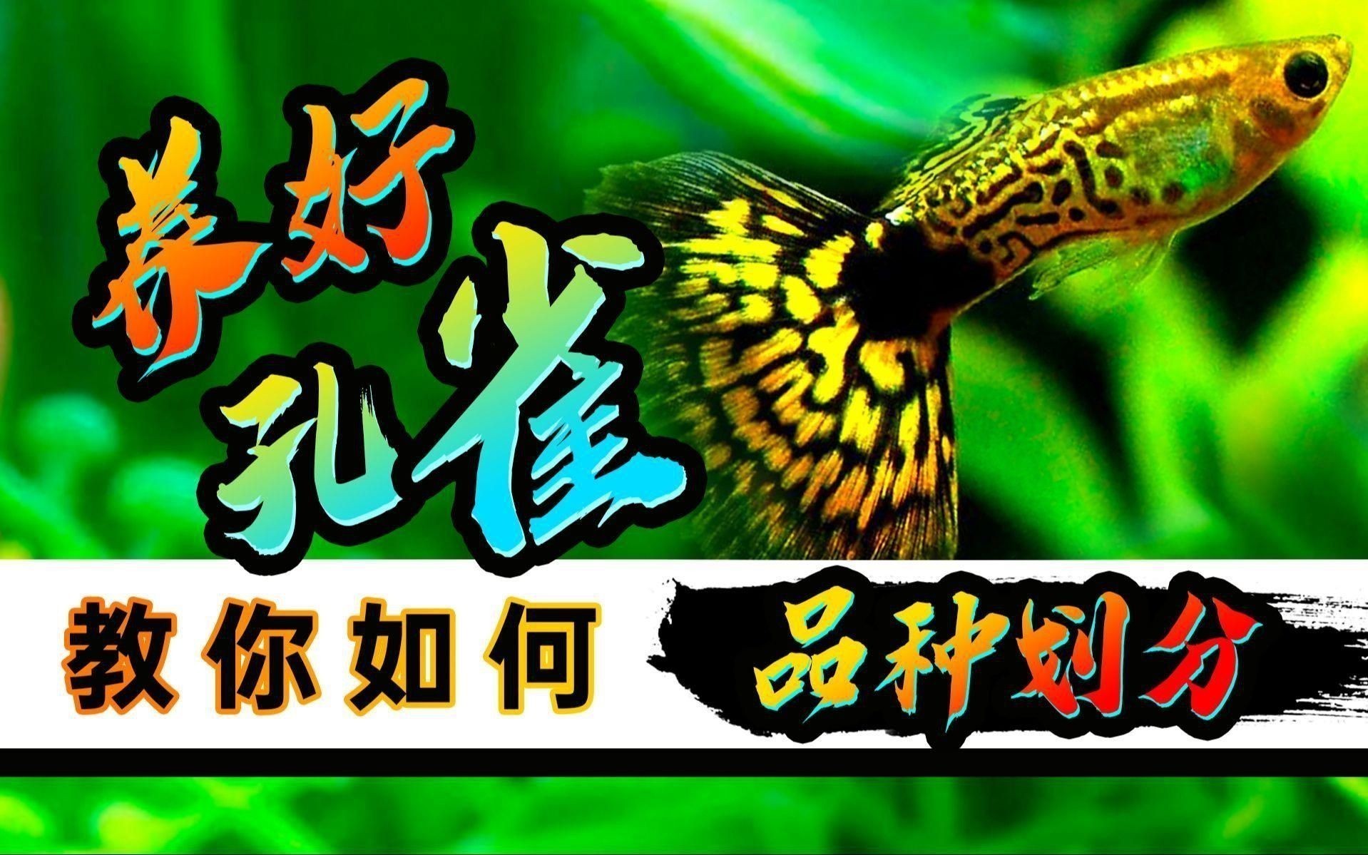 孔雀魚的介紹