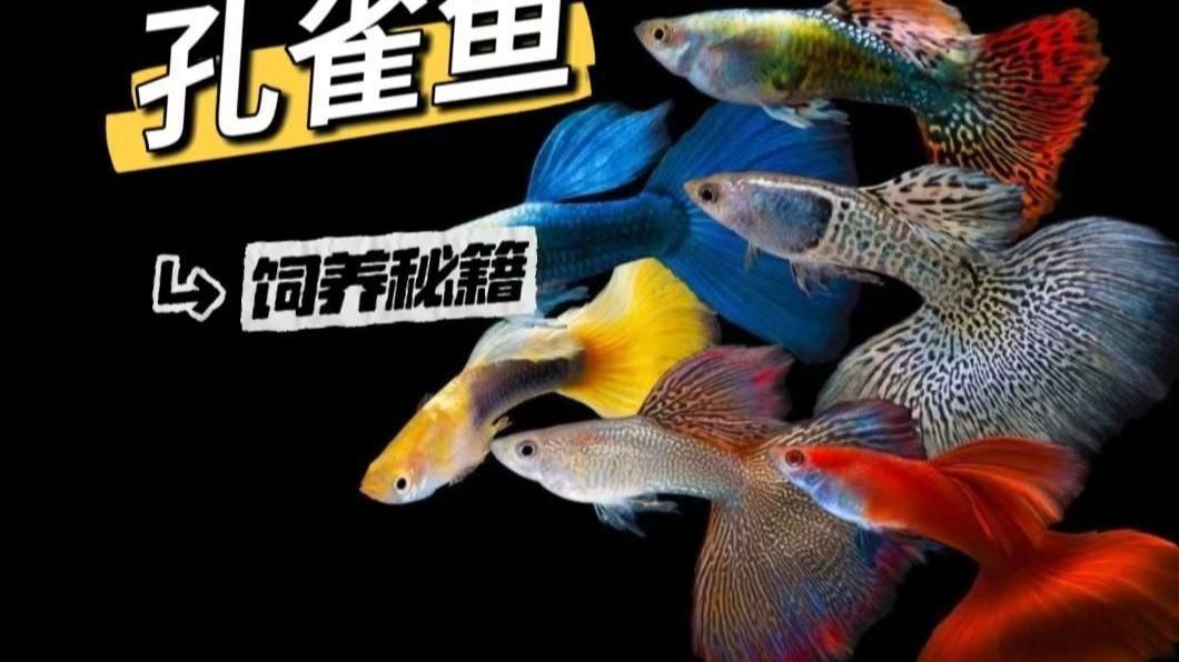 孔雀魚的介紹