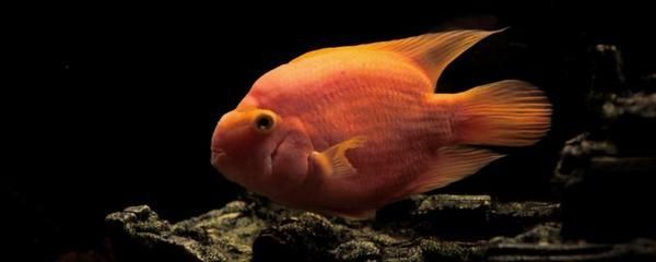 家養(yǎng)銀龍魚(yú)一般長(zhǎng)多大（銀龍魚(yú)生長(zhǎng)速度多快，多久可以長(zhǎng)大）