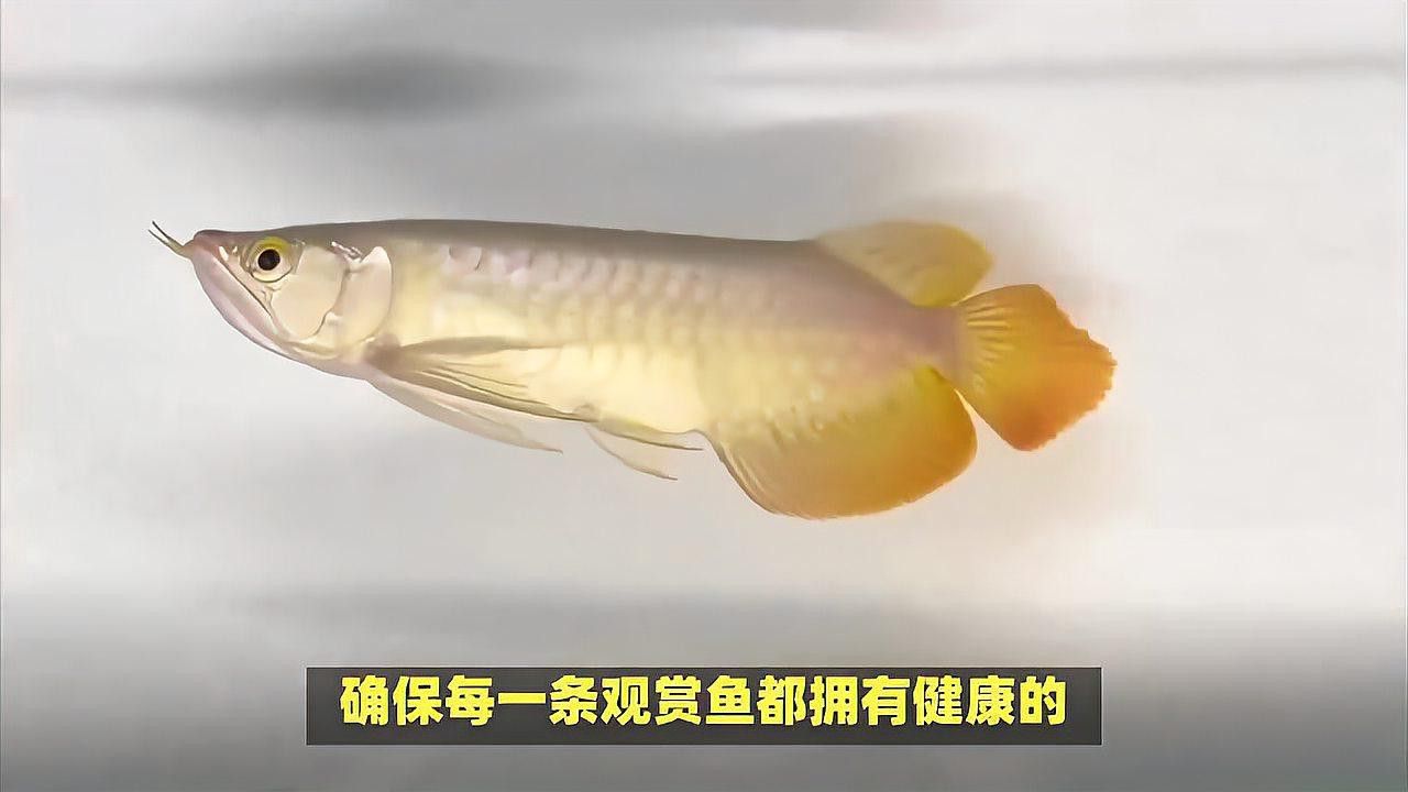 龍魚飼料魚消毒用什么