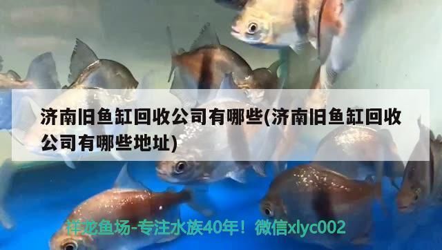 濟南金龍魚銀龍魚回收，濟南金龍魚銀龍魚回收市場價格