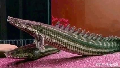 恐龍魚兇猛嗎（六角恐龍魚的飼養技巧六角恐龍魚的飼養技巧）