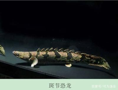 恐龍魚兇猛嗎（六角恐龍魚的飼養技巧六角恐龍魚的飼養技巧）