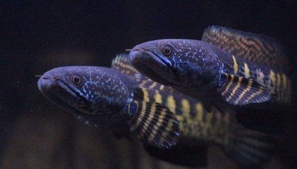 雷龍魚捕食撞缸花紋變色，雷龍魚體色變化的科學原理