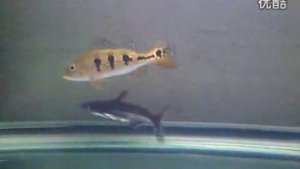 金龍魚和汗鯊混養：金龍魚和汗鯊可以混養嗎