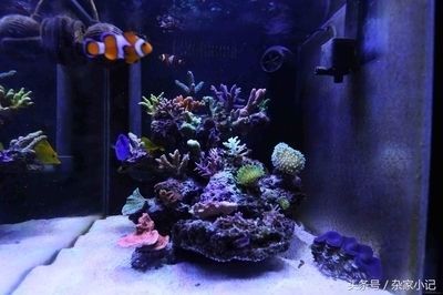 龍魚飼料排行榜第一名是誰發(fā)明的：2024年龍魚飼料品牌排行榜第一名的品牌是哪個品牌
