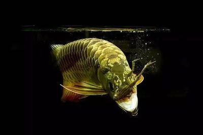 龍魚養(yǎng)治視頻（關于龍魚養(yǎng)殖與治療的視頻資源）