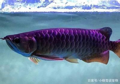 龍魚養(yǎng)治視頻（關于龍魚養(yǎng)殖與治療的視頻資源）