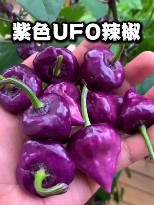 紫艷辣椒紅龍有哪些稀有變種？