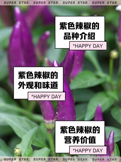 紫艷辣椒紅龍有哪些稀有變種？