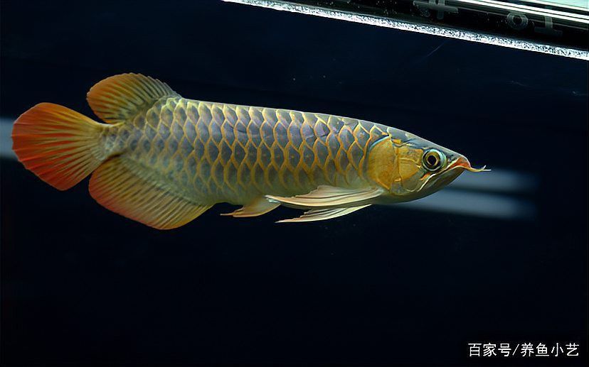 龍魚爛身病可以自愈嗎？