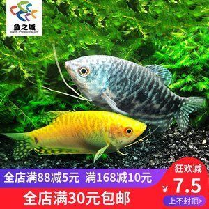 觀賞魚龍魚價格走勢（觀賞魚龍魚價格行情_龍魚價格走勢）