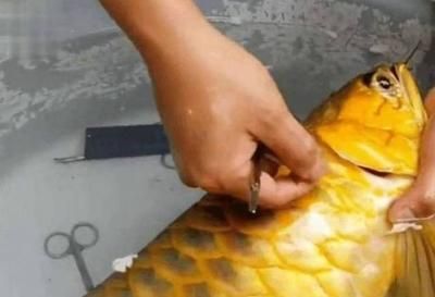 金龍魚(yú)魚(yú)鰭折了：金龍魚(yú)的魚(yú)鰭折了可能是由于多種原因引起的，如何處理