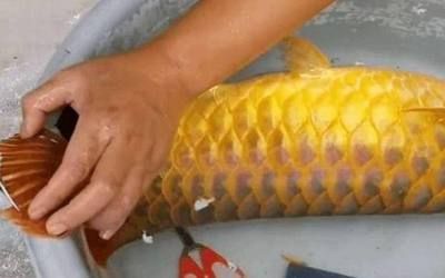 金龍魚(yú)魚(yú)鰭折了：金龍魚(yú)的魚(yú)鰭折了可能是由于多種原因引起的，如何處理