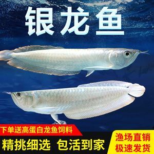 紅眼白子招財龍魚吃什么飼料：紅眼白子招財龍魚吃什么飼料紅眼白子招財龍魚吃什么飼料